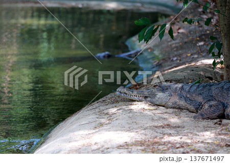 The False gharial is rest near the canal The False gharial is rest near the canal 137671497