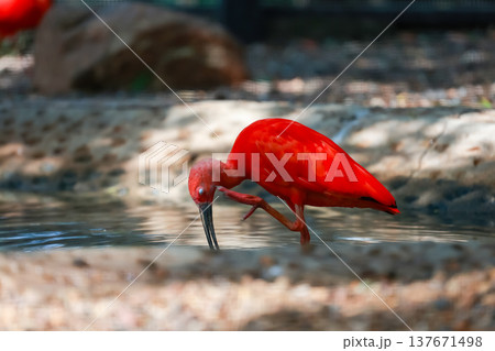 Close up the scarlet ibis is beautiful bird Close up the scarlet ibis is beautiful bird 137671498