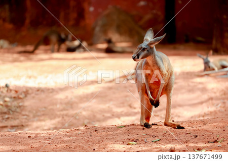 The red kangaroo is stay and eat grass in garden 137671499