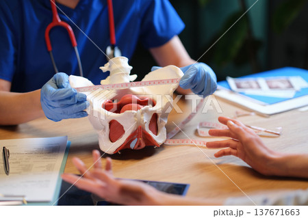 Medical professionals measure a pelvis model during a teaching session in a well-lit clinic 137671663