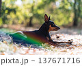 Miniature Pinscher dog lying on autumn leaves in a sunny forest with rainbow lens flare 137671716