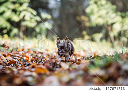 Small chocolate chihuahua puppy walking on autumn leaves in a beautiful forest 137671718