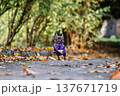 Funny small chihuahua dog in purple vest jumping on autumn path in the forest 137671719
