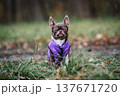 Cute small chihuahua dog wearing purple vest sitting with eyes closed in autumn forest 137671720