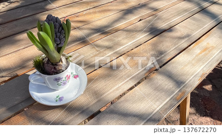 Hyacinthus orientalis bulb with a purple bud in a vintage tea cup on a sunlit wooden garden table Hyacinthus orientalis bulb with a purple bud in a vintage tea cup on a sunlit wooden garden table 137672270
