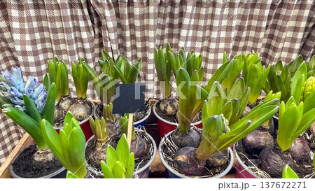 Hyacinthus orientalis bulbs with buds and a blank black sign in a rustic spring market arrangement Hyacinthus orientalis bulbs with buds and a blank black sign in a rustic spring market arrangement 137672271