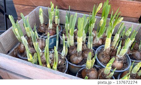 Narcissus pseudonarcissus bulbs with fresh green sprouts in a rustic wooden box at a flower market 137672274