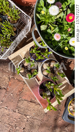 Top view of Bellis perennis daisies and Hyacinthus bulbs in a rustic wooden crate at a garden market Top view of Bellis perennis daisies and Hyacinthus bulbs in a rustic wooden crate at a garden market 137672277