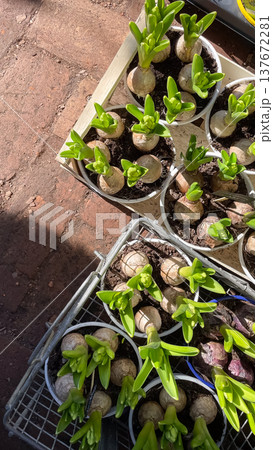 Top view of Hyacinthus orientalis bulbs with green sprouts in white pots inside a wooden garden box 137672281