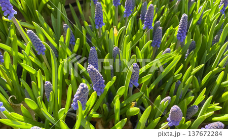 Vibrant blue Muscari armeniacum grape hyacinth flowers blooming in a sunlit spring garden setting 137672284