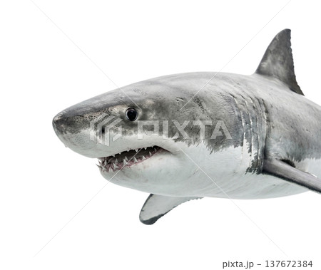 Shark head with open toothy mouth on a transparent background 137672384