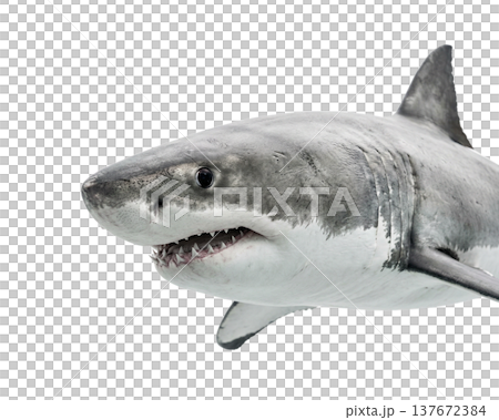 Shark head with open toothy mouth on a transparent background 137672384