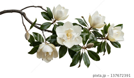 Elegant white magnolia blossoms blooming on a bare branch, isolated on transparent background. Perfect for spring botanical art, wedding invitations, and nature themes 137672391