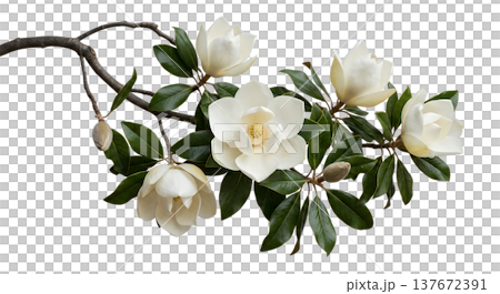 Elegant white magnolia blossoms blooming on a bare branch, isolated on transparent background. Perfect for spring botanical art, wedding invitations, and nature themes 137672391