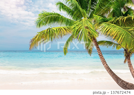 Beautiful white sand beach with turquoise water, tropical palm trees and blue sky with clouds in Punta Cana, Dominican Republic. 137672474