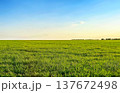 Wide green field with fresh grass under clear sky. Rural agricultural landscape representing nature, farming and sustainable environment. 137672498