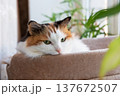 Adorable calico cat resting by the window with soft green plant in foreground. 137672507