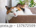 Relaxed Calico Cat in Cozy Home Interior 137672509