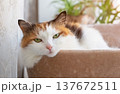 Relaxed Calico Cat in Cozy Home Interior 137672511