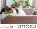 Warm lifestyle image of a relaxed calico cat enjoying quiet time at home. 137672512