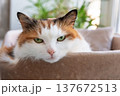 Closeup portrait of a domestic calico cat looking at camera while relaxing indoors. Home comfort and cozy living concepts. 137672513