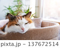 Peaceful calico cat with green eyes resting in a soft cat bed near a bright window. Concept of comfort, domestic life and pet care. 137672514