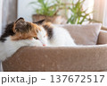 Fluffy calico cat lying calmly in a soft bed under gentle morning light. 137672517