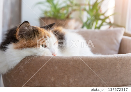 Fluffy calico cat lying calmly in a soft bed under gentle morning light. Fluffy calico cat lying calmly in a soft bed under gentle morning light. 137672517