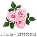 Beautiful bouquet of soft pink roses with green leaves isolated on white background. 137672519
