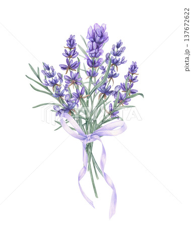 Lavender branches tied with lilac ribbon bow watercolor illustration on isolated background. Purple flowers and green leaves bouquet. Aromatic purple flowers for wedding invitations, stationery Lavender branches tied with lilac ribbon bow watercolor illustration on isolated background. Purple flowers and green leaves bouquet. Aromatic purple flowers for wedding invitations, stationery 137672622