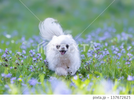 chihuahua in nature chihuahua in nature 137672625