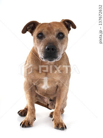 staffordshire bull terrier staffordshire bull terrier 137672632