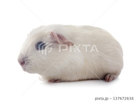 guinea pig in studio 137672638