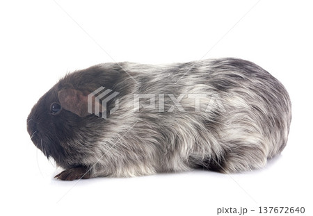guinea pig in studio 137672640