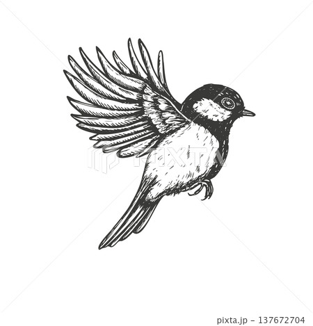 Flying titmouse vector isolated illustration painted by black inks. Hand drawn great tit in flight outline drawing. Monochrome bird with wings spread open graphic sketch. Wildlife conservation design Flying titmouse vector isolated illustration painted by black inks. Hand drawn great tit in flight outline drawing. Monochrome bird with wings spread open graphic sketch. Wildlife conservation design 137672704