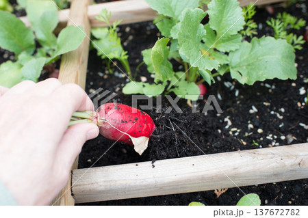 Human hand picking radish from soil Human hand picking radish from soil 137672782