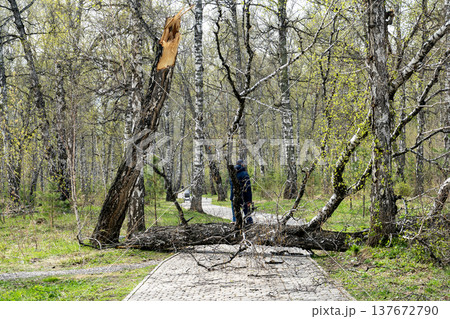 Person Standing Behind Fallen Birch Tree Blocking Park Path In Early Spring Forest Person Standing Behind Fallen Birch Tree Blocking Park Path In Early Spring Forest 137672790