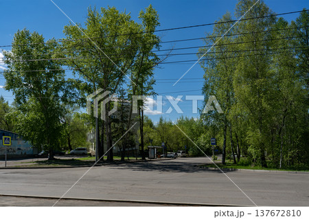 Suburban Street and Bus Stop Surrounded by Green Trees Under a Clear Blue Spring Sky Suburban Street and Bus Stop Surrounded by Green Trees Under a Clear Blue Spring Sky 137672810
