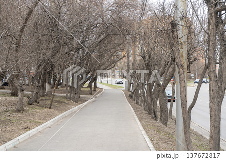 An asphalt sidewalk among bare bushes. An asphalt sidewalk among bare bushes. 137672817