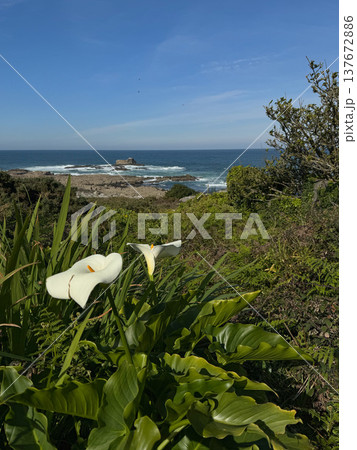 White calla lily flowers Zantedeschia growing in coastal vegetation with Atlantic ocean, rocky shoreline in background along Galicia coast, Spain. Coastal nature travel, Atlantic coastline landscape White calla lily flowers Zantedeschia growing in coastal vegetation with Atlantic ocean, rocky shoreline in background along Galicia coast, Spain. Coastal nature travel, Atlantic coastline landscape 137672886