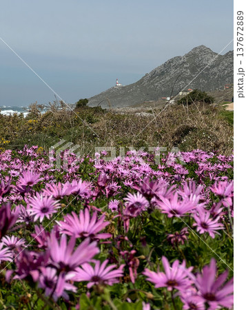Pink ice plant flowers Carpobrotus edulis covering coastal field near Faro Silleiro lighthouse along Camino de Santiago in Oia, Spain with Atlantic ocean, rocky shoreline. Coastal travel, Camino Pink ice plant flowers Carpobrotus edulis covering coastal field near Faro Silleiro lighthouse along Camino de Santiago in Oia, Spain with Atlantic ocean, rocky shoreline. Coastal travel, Camino 137672889