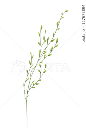 Watercolor single wild grass spikelet illustration on isolated background. Field herb stem with seed head for wedding invitations, organic product packaging, herb labels, greeting cards 137672894