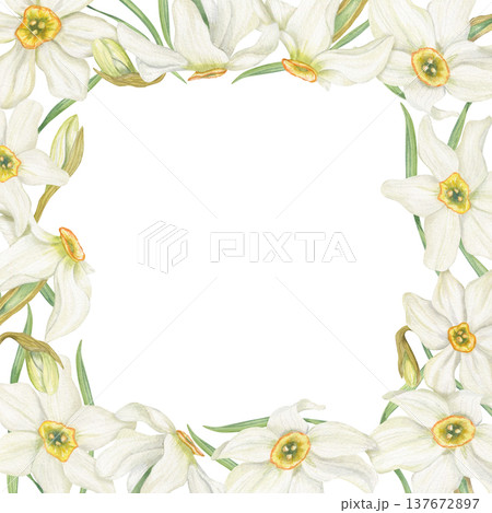 White yellow Daffodils watercolor square border on isolated background. Spring blooming narcissus frame with copy space for text. Floral illustration for garden party stationery, home decor White yellow Daffodils watercolor square border on isolated background. Spring blooming narcissus frame with copy space for text. Floral illustration for garden party stationery, home decor 137672897