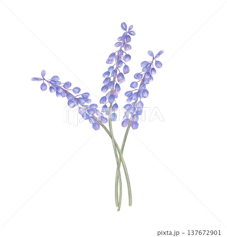 Three flowering stems of muscari bouquet watercolor illustration on isolated background. Blue grape hyacinths on green stems composition for greeting card, spring invitation, botanical stationery Three flowering stems of muscari bouquet watercolor illustration on isolated background. Blue grape hyacinths on green stems composition for greeting card, spring invitation, botanical stationery 137672901