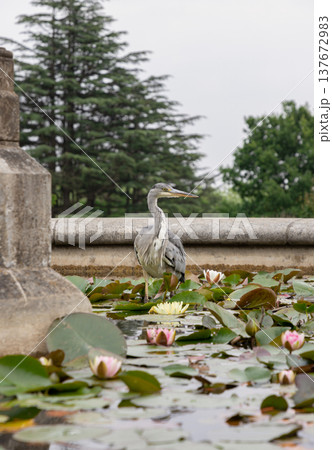 Poised with characteristic patience, a Grey Heron haunts the edges of the lotus pond, a study in grey and white amidst a sea of floating blossoms. Poised with characteristic patience, a Grey Heron haunts the edges of the lotus pond, a study in grey and white amidst a sea of floating blossoms. 137672983