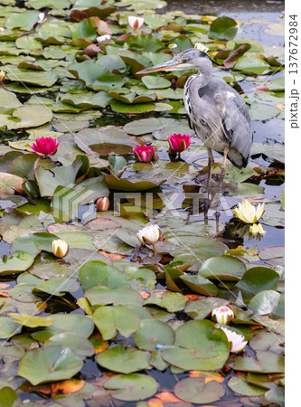 The Grey Heron, a long-legged wading bird with striking plumage, waits patiently for prey in a blooming lotus pond. The Grey Heron, a long-legged wading bird with striking plumage, waits patiently for prey in a blooming lotus pond. 137672984