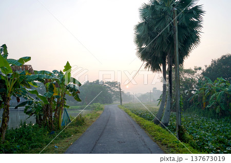 Rural Asphalt Road through Tropical Village Greenery at Misty Sunrise Rural Asphalt Road through Tropical Village Greenery at Misty Sunrise 137673019