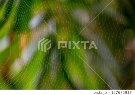 Close-up of spider web with delicate threads in foreground, blurred green foliage in background. Natural detail showcasing intricate design, nature pattern and outdoor concept. Close-up of spider web with delicate threads in foreground, blurred green foliage in background. Natural detail showcasing intricate design, nature pattern and outdoor concept. 137673937