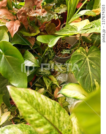 Collection of plants showcasing seasonal color transitions indoors Collection of plants showcasing seasonal color transitions indoors 137674303
