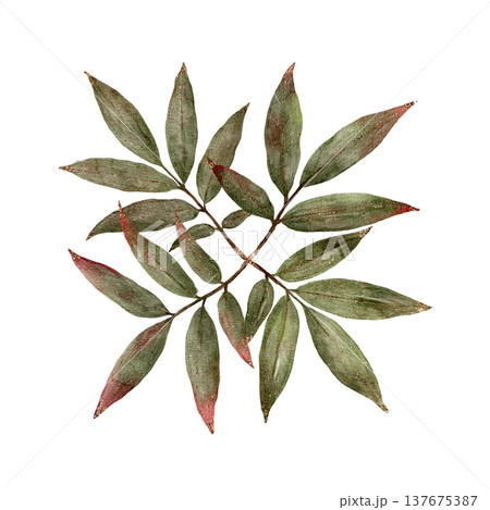 Elegant Botanical Artwork. Minimalist Design Featuring Muted Greens And Terracotta Highlights For Branding Elegant Botanical Artwork. Minimalist Design Featuring Muted Greens And Terracotta Highlights For Branding 137675387